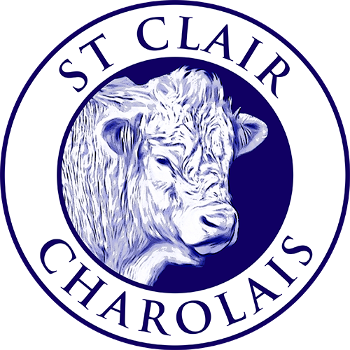 St Clair Charolais