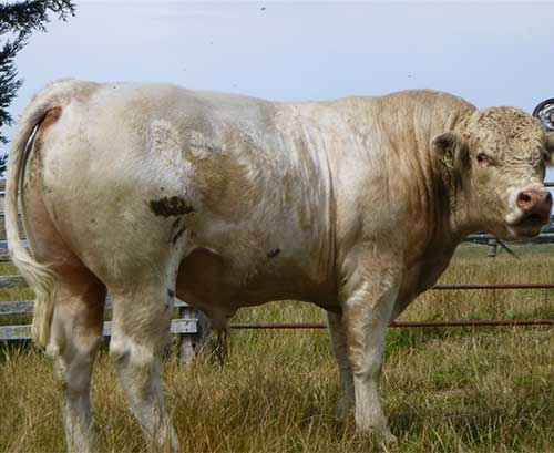 St Clair Bull Sales